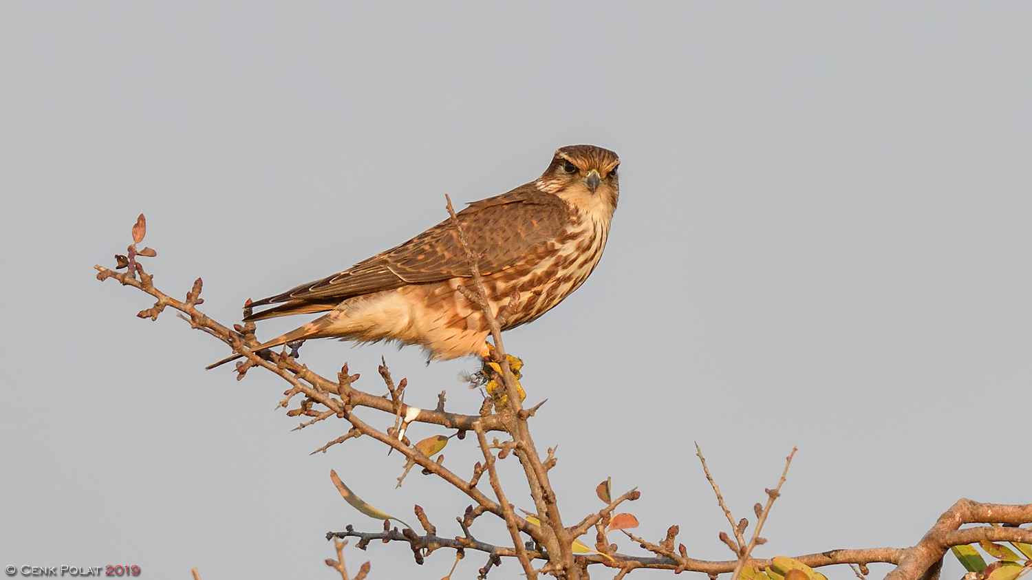 Merlin